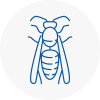 Wombourne Wasp Nest Removal